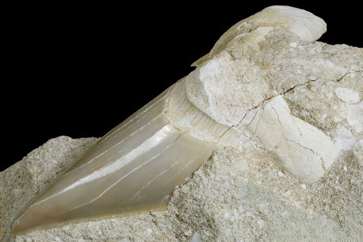 Eocene Otodus Shark Tooth Fossil in Rock - Huge Tooth! #171288